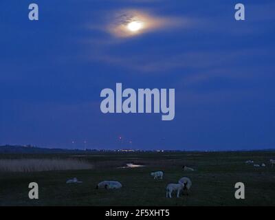 Elmley, Kent, Royaume-Uni. 28 mars 2021. Météo au Royaume-Uni : la pleine lune de vers super vue s'élevant au-dessus des moutons à Elmley, dans le Kent. Crédit : James Bell/Alay Live News Banque D'Images