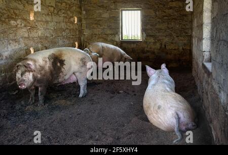 Trois petits cochons dans une maison en briques. Animaux de ferme dans le village traditionnel de Chypre Banque D'Images