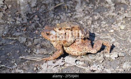 Femelle de crapaud (bufo bufo) transportant des mâles pendant la saison d'accouplement dans le parc naturel de Steigerwald, Franconia, Allemagne Banque D'Images