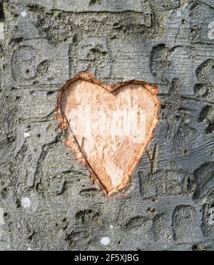 Coeur d'amour sculpté dans le tronc d'un arbre Banque D'Images