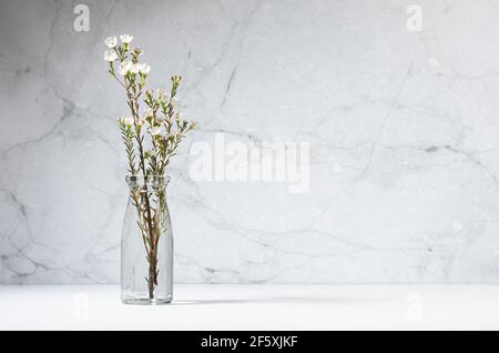 Petites fleurs blanches sur la branche de l'arbre de fleur en bouteille de verre dans intérieur moderne avec mur en béton gris sur table en bois blanc, espace de copie. Printemps rural bo Banque D'Images