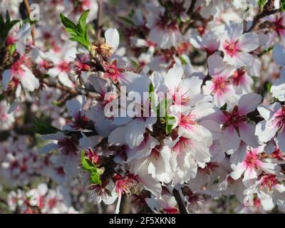 de belles fleurs de couleurs naturelles sont un parfum de pollen de printemps Banque D'Images