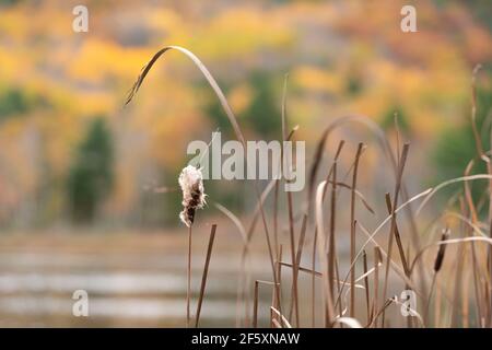 Bulrush, ou Typha latifolia, pousse sur la marge de l'étang du barrage Beaver, sur l'île Mount Desert, Maine, en automne Banque D'Images