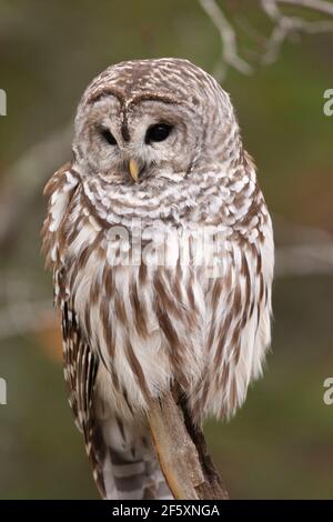 Un hibou barré (Strix Varia) Perchée à l'extrémité d'une branche d'arbre Banque D'Images