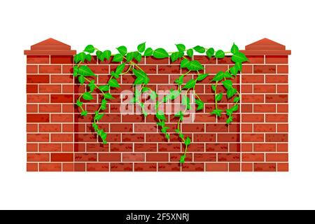 Clôture avec branches de plantes suspendues isolées sur fond blanc.lianas sur La toile de fond de la clôture de parc de brique rouge ou mur de rue.stock illustration vectorielle Illustration de Vecteur