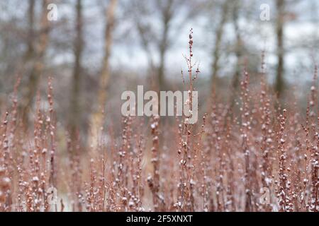 Tiges de cale à feuilles larges (Rumex obtusifolius) en hiver, portant des graines et saupoudrées de neige Banque D'Images