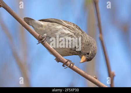 Petite Finch de terre femelle sur l'île de Santa Cruz dans le Galapagos Banque D'Images