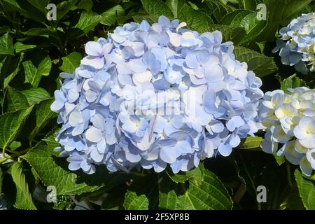 Hortensia bleu (Hydrangea macrophylla) fleurs avec des feuilles vertes sur le Bush dans le jardin d'été. Légère inflorescence bleu de l'Hortensia dans la pleine bl Banque D'Images