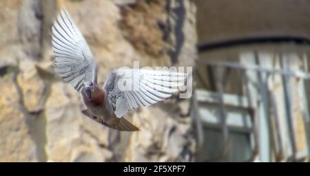 Mouvement scène de pigeon volant dans l'air isolé Sur fond blanc avec masque Banque D'Images