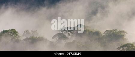 Paysage du Panama avec vue panoramique sur la forêt pluviale brumeuse en plein soleil du matin dans le parc national de Soberania, province de Colon, République du Panama. Banque D'Images