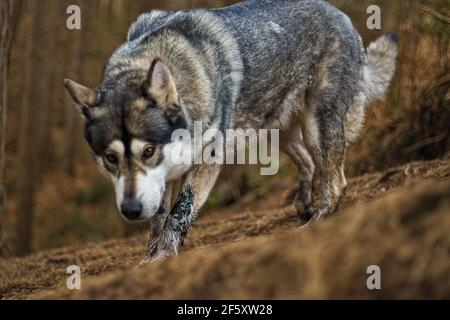 Loup de prowling Banque D'Images