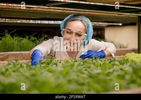 Jeune femme récolte des légumes verts arugula de sa ferme hydroponique. Concept de la culture des légumes biologiques et des aliments santé. Ferme végétale hydroponique Banque D'Images