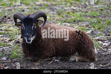 Une RAM Soay. Le mouton de Soay est une race de mouton domestique descendant d'une population de moutons sauvages sur l'île de Soay, en Écosse Banque D'Images