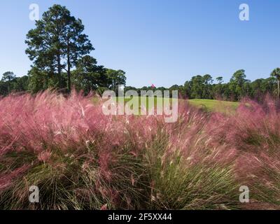 Herbes roses en automne sur un parcours de golf de Caroline du Sud Banque D'Images