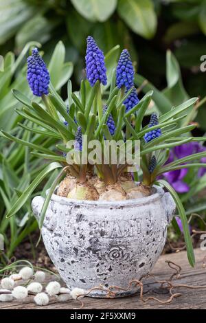 jacinthe de raisin bleu dans pot vintage comme décoration de printemps Banque D'Images