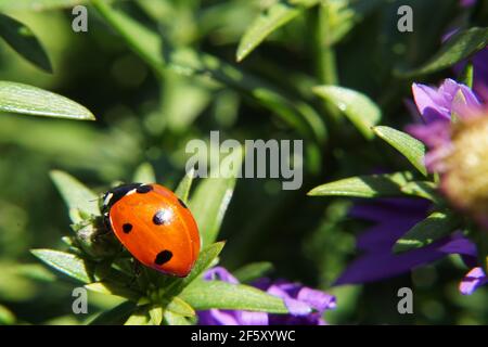 Coccinelle sur une feuille dans un écrin vert luxuriant. Banque D'Images