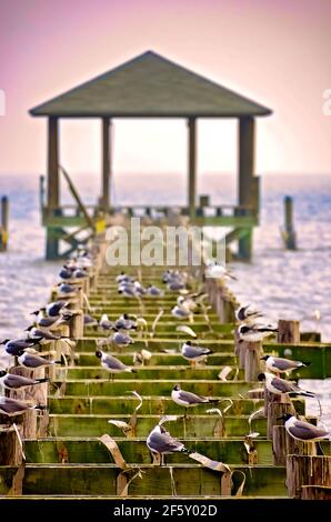 Les mouettes se rassemblent sur un quai endommagé par un ouragan sur la plage de Biloxi, le 27 mars 2021, à Biloxi, Mississippi. Banque D'Images