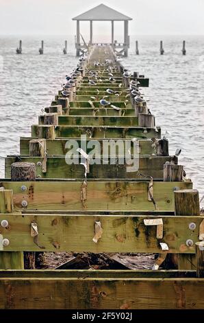 Les mouettes se rassemblent sur un quai endommagé par un ouragan sur la plage de Biloxi, le 27 mars 2021, à Biloxi, Mississippi. Banque D'Images