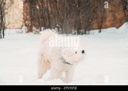 Le chien blanc ou Bjelkier, Smiley, Sammy offre une neige en plein air en hiver. Animaux de compagnie espiègles à Snowdrift Banque D'Images