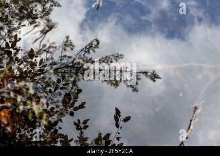 Eau encore dans la nature avec reflet du ciel et des nuages et la vie naturelle des plantes et des arbres Banque D'Images