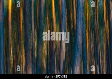 Photographie de forêt de fantaisie réalisée à l'aide de la technique de mouvement intentionnel de caméra (ICM) Banque D'Images