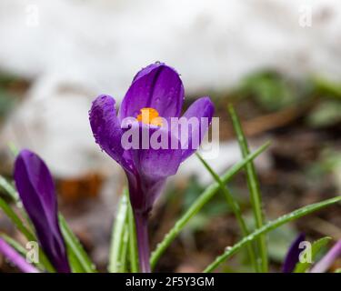 Des fleurs de crocus sativus colorées poussent dans le jardin au début du printemps avec une pile de neige en arrière-plan dans le spéculateur, NY dans les Adirondacks. Banque D'Images