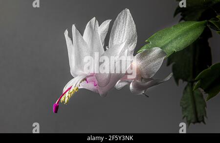 Cactus de Noël blanc Banque D'Images