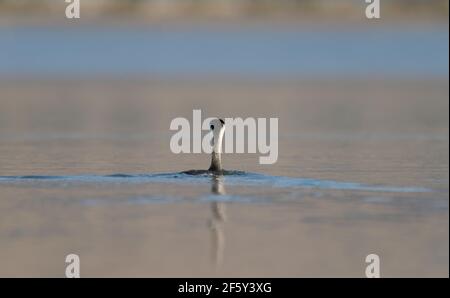 Grebe de Western/Clark vu de l'arrière à cheval bas dans l'eau. Banque D'Images