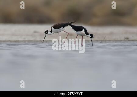 Deux stilts à col noir avec mouvements synchronisés. Banque D'Images