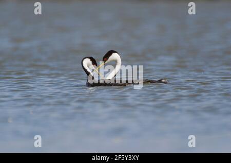 Paire de Western Grebes à col courbé formant un coeur. Banque D'Images