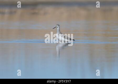 Les plus grands Yellowlegs fourrages dans l'eau avec des reflets dorés du matin. Banque D'Images