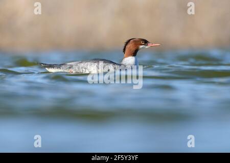 Le Merganser commun nage dans l'eau saccadée l'après-midi ensoleillé. Banque D'Images