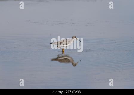 Le Grand Yellowlegs est un ponceuse nord-américaine commune et répandue Banque D'Images