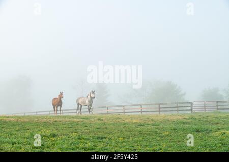 Majestueux chevaux dans Foggy Field, sur la scène rurale de la ferme Banque D'Images