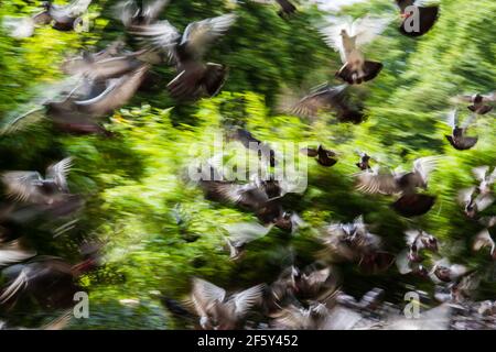 photo de quelques pigeons volant dans un parc sur un jour ensoleillé Banque D'Images