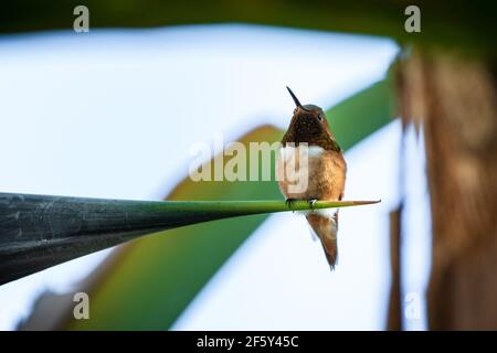 Un colibri d'Allen repose sur une grande feuille de banane Le Spring Time Banque D'Images