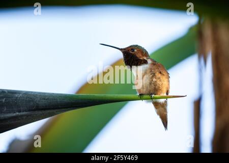 Un colibri d'Allen repose sur une grande feuille de banane Le Spring Time Banque D'Images