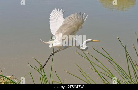 Great White Egret en volant le long de la côte de Marshland Banque D'Images