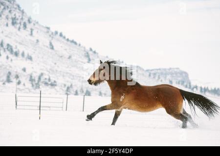 Un cheval à la traction galopant dans la neige avec la montagne en arrière-plan Banque D'Images