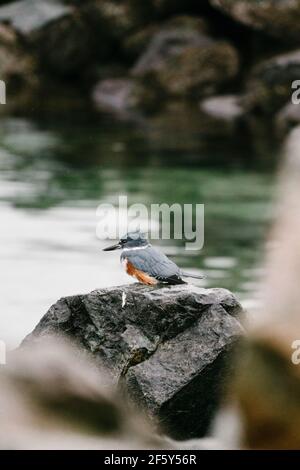 Un oiseau de Kingfisher avec ceinture perché sur une jetée de roche Puget Sound Banque D'Images