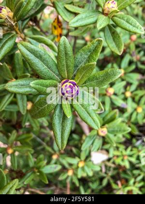 Le Rhododendron «Chifftpaille» hybride est une petite plante compacte avec de petites fermes en vrac de fleurs jaune citron. Le feuillage flou vert foncé se transforme Banque D'Images