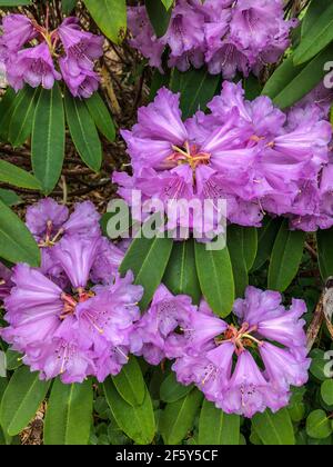 Le rhododendron de Williams (Rhododendron williamsianum) est une espèce de plantes à fleurs de la famille des Ericaceae. Il est indigène aux pentes boisées à 1 Banque D'Images