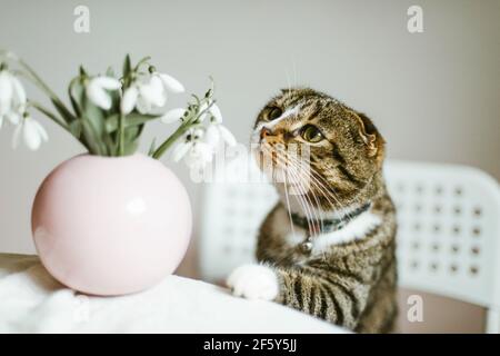 Chat maison jouant avec un vase de gouttes de neige fraîches Banque D'Images