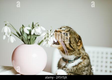 Chat maison jouant avec un vase de gouttes de neige fraîches Banque D'Images