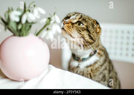Chat maison jouant avec un vase de gouttes de neige fraîches Banque D'Images