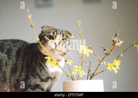 Un joli chaton jouant avec un vase de coupe fraîche branches de forsythia Banque D'Images