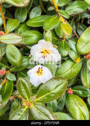 Le Rhododendron leucaspis est un petit arbuste de 1 m; les jeunes pousses sont densément recouvertes de poils droits. Feuilles 3-4.5 x 1.8-2.2 cm, largement elliptiques, apex Banque D'Images