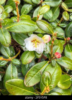 Le Rhododendron leucaspis est un petit arbuste de 1 m; les jeunes pousses sont densément recouvertes de poils droits. Feuilles 3-4.5 x 1.8-2.2 cm, largement elliptiques, apex Banque D'Images