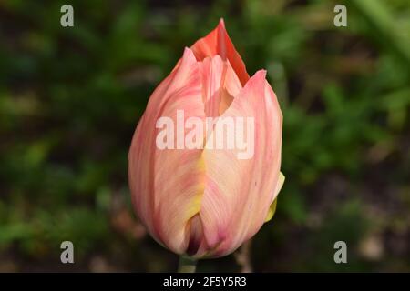 Tulipe orange et rose dans un jardin irlandais au printemps Banque D'Images