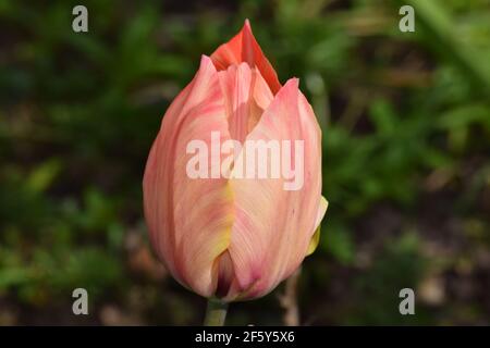 Tulipe orange dans un jardin irlandais Banque D'Images